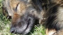 anthropo-négationnisme….. de merde