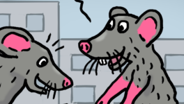 Ratinou, le croqueur de pommes !