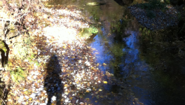 Les écoeurchés vifs