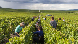 Vendanges