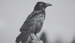 Bienvenue en Haute-Satire