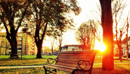 Un Jour une graine...