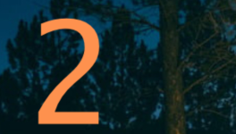 Case 2: 💫 La lueur au cœur des arbres