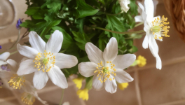 Le jardin du 19 Mars