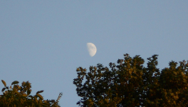 Cherche graines d'amour pour un monde plus beau