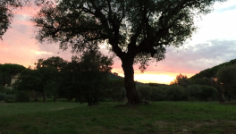 Poétique de la réalité face à l'illusion.