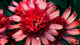 Fleurs du midi, fleurs de rubis.