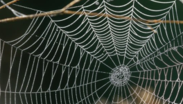 Ukraine , l’araignée qui fait mal