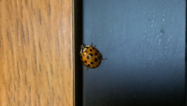 Un hôte indésirable au jardin