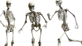 28 - Squelettique (challenge #Linktober2025)