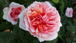 Les épines de la Rose