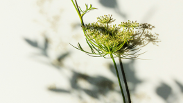 Arborescence d'essences