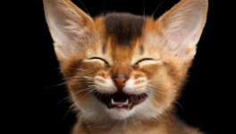 Sketch : “Racisme en direct – La télé et la chasse à l’homme”