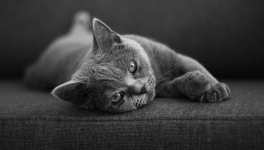 Devenir “Passeur d’Emotions”