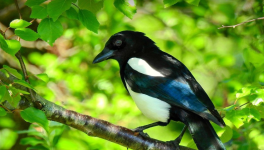 Le nid des pies - Conte pour enfants