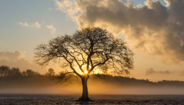 Le vieil arbre et le jeune homme