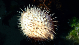 La Face cachée de Callisto extrait chapitre l'hôte