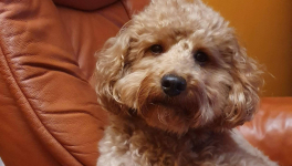 CHIEN.NE.S DE VIE : second confinement