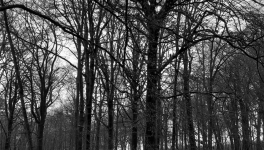 Imbolc, la flamme des Ancêtres