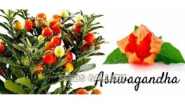 Les Principales Poudres de Plantes en AYURVEDA