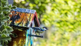 Les ailes coupées ?