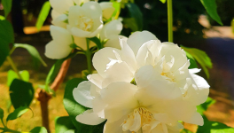 Chapitre 7 : Le mystère du dragon (FIN)