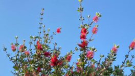 20 - Chant du printemps perdu