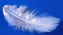 Les plumes de l'aurore