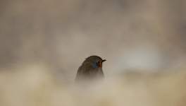 La légèreté perdue des chansons de Joe Dassin.