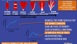 L'architecture musculaire résumé rapidos