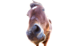 A la santé de nos échecs !