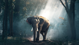 Comment Devenir Coach de Vie : Un Guide Pratique