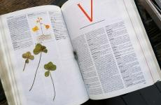 Une folle envie de chocolat