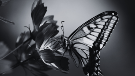 Episode 2 - La phrase aux papillons