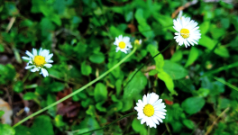 Chapitre 3 : Mission accomplie et danger inattendu...