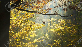 Grandir sans l'amour d'un père