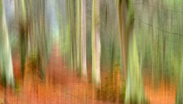 Mini expo photo 13 : La forêt