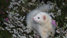 Il court, il court, le hasard