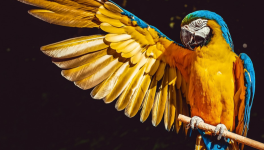 TRèS PORTRAiTS - YBP