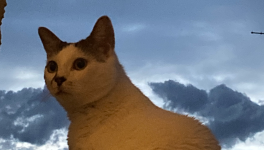 Mélancolie des jours ordinaires