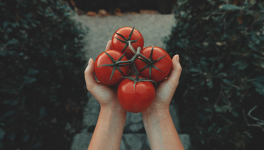 Clafoutis tomates, épinards et feta