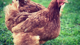 Le bon lait de Bise !