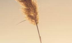 Auteure ? Ecrivaine ou simple fan de l'écriture ? 