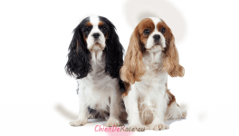 Le couple royal britannique vu par un cabotin !