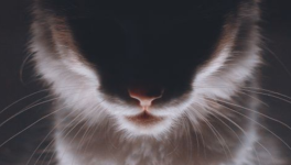 Tranches de vie - Chat va aller ! (Une auto-chato-graphie).