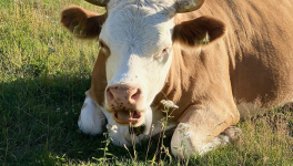 L'innovation, c'est quoi ?