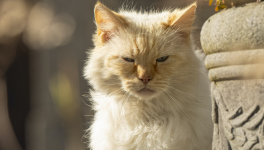 Chapitre 2/10 - Petit en-cas sur pattes