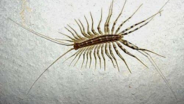 Le jardin du 9 Septembre