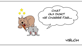Chat au ( bout de ) bois  (sur le crâne ) dormant 