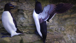  Bateau ivre au Brough à Wick 
